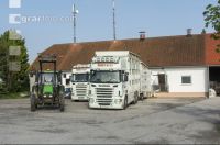 Ferkel Transport 2