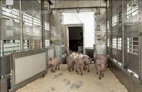 Ferkel verladen 7