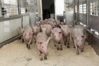 Ferkel verladen 6