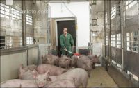 Ferkel verladen 5