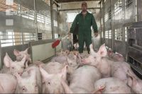 Ferkel verladen 4