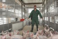 Ferkel verladen 3