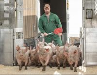 Ferkel verladen 2
