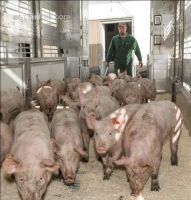 Ferkel verladen 1