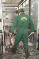 Ferkel verladen 15