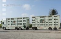 Ferkel Transport 1