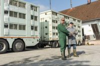 Ferkel Transportbescheinigung 2