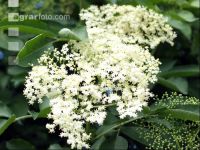 Holunder Blüte 6