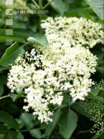 Holunder Blüte 5