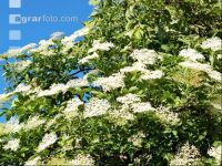Holunder Blüte 4