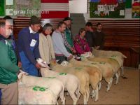 Texelschaf Körung 2