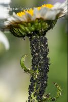 Black louse 1