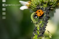 Black louse 2