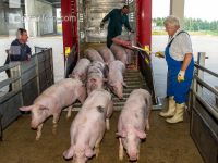 Schlachthof Anlieferung 4