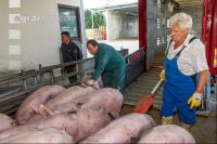Schlachthof Anlieferung 2