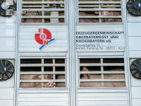 Schweine Transport 13