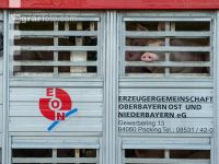Schweine Transport 11