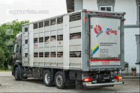 Schweine Transport 10