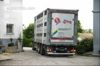 Schweine Transport 9