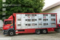 Schweine Transport 8