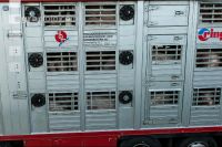 Schweine Transport 7