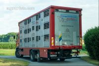 Schweine Transport 6