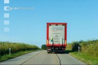 Schweine Transport 5