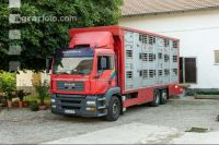 Schweine Transport 2