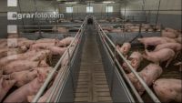 Mastschweine 128