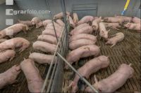Mastschweine 123
