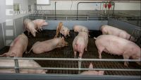 Mastschweine 115
