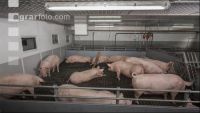 Fattening pig 164