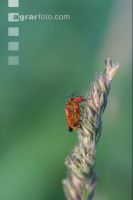 Soldier beetle
