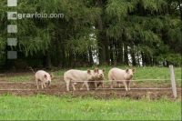 Freilandschweine 5