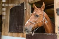 Pferd im Stall 12