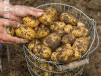 Kartoffelernte im Garten 12