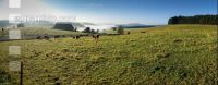 Im Schwarzwald 1