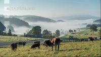 Im Schwarzwald 2