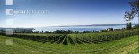 Vineyards on the Bodensee 6