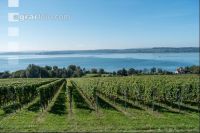 Vineyards on the Bodensee 5