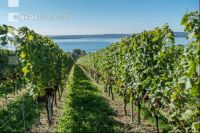 Vineyards on the Bodensee 4