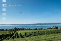Weingärten am Bodensee 2