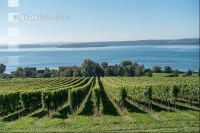 Vineyards on the Bodensee 1