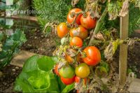 Tomaten Krautfäule 5