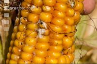 Mais Fusarium 1