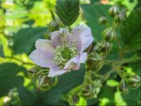 Brombeere Blüte 9