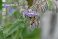 Biene auf Blüte 4
