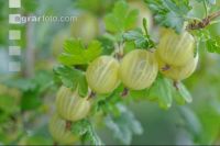 Stachelbeeren 12