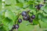 Jostabeeren 5