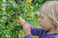 Jostabeeren 6